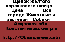 Щенок жёлтого карликового шпица  › Цена ­ 50 000 - Все города Животные и растения » Собаки   . Амурская обл.,Константиновский р-н